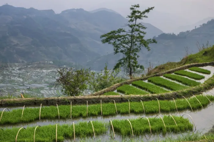 Framed Print : China, Yuanyang, Rice Terraces, Yunnan Province Framed Print : China, Yuanyang, Rice Terraces, Yunnan Province