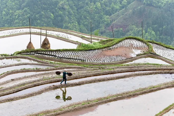 Framed Print : China, Zhonghua, Guizhou, Woman walking through the Jiabang rice terraces Framed Print : China, Zhonghua, Guizhou, Woman walking through the Jiabang rice terraces