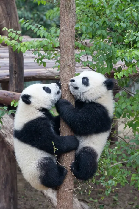 Framed Print : China, Zhonghua, Sichuan, Chengdu, Two baby pandas climbing a tree, Chengdu Research Base of Giant Panda Breeding Framed Print : China, Zhonghua, Sichuan, Chengdu, Two baby pandas climbing a tree, Chengdu Research Base of Giant Panda Breeding