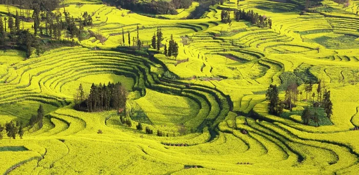 Framed Print : China, Zhonghua, Yunnan, Luoping county, Rape seed fields on rice terraces at Niuje Framed Print : China, Zhonghua, Yunnan, Luoping county, Rape seed fields on rice terraces at Niuje