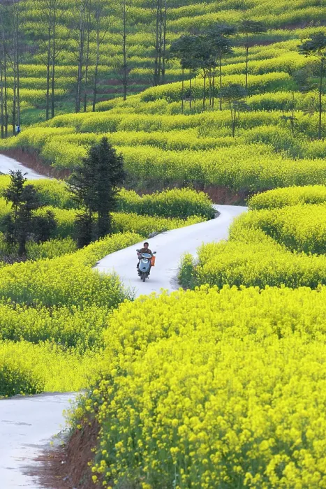 Framed Print : China, Zhonghua, Yunnan, Luoping county, a man rides a motorbike through rape seed fields Framed Print : China, Zhonghua, Yunnan, Luoping county, a man rides a motorbike through rape seed fields