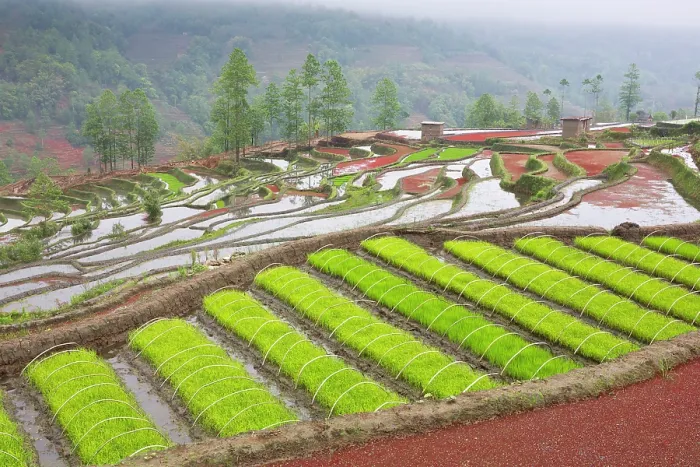 Framed Print : China, Zhonghua, Yunnan, Yuanyang, Hani rice terraces Framed Print : China, Zhonghua, Yunnan, Yuanyang, Hani rice terraces