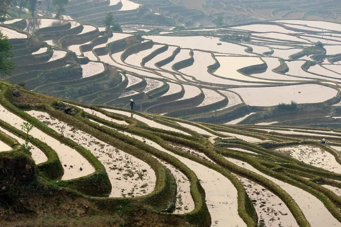 Framed Print : China, Zhonghua, Yunnan, Yuanyang, Hani rice terraces Framed Print : China, Zhonghua, Yunnan, Yuanyang, Hani rice terraces