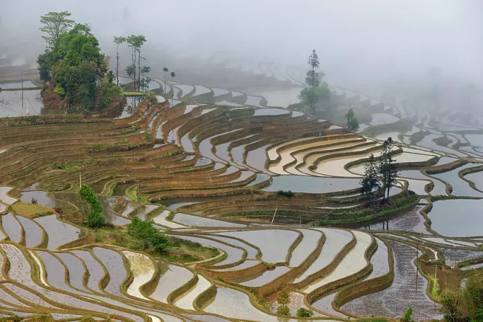 Framed Print : China, Zhonghua, Yunnan, Yuanyang, Hani rice terraces Framed Print : China, Zhonghua, Yunnan, Yuanyang, Hani rice terraces