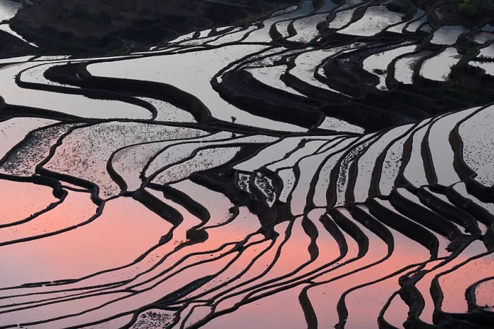 Framed Print : China, Zhonghua, Yunnan, Yuanyang, A farmer walks through the rice terraces Framed Print : China, Zhonghua, Yunnan, Yuanyang, A farmer walks through the rice terraces