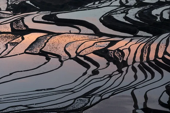 Framed Print : China, Zhonghua, Yunnan, Yuanyang, A farmer walks through the rice terraces Framed Print : China, Zhonghua, Yunnan, Yuanyang, A farmer walks through the rice terraces