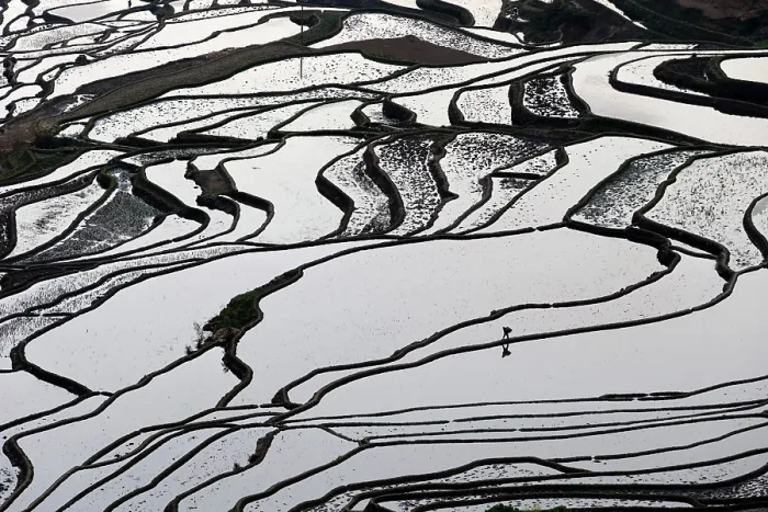 Framed Print : China, Zhonghua, Yunnan, Yuanyang, A farmer walks through the rice terraces Framed Print : China, Zhonghua, Yunnan, Yuanyang, A farmer walks through the rice terraces
