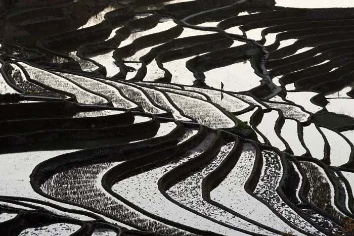 Framed Print : China, Zhonghua, Yunnan, Yuanyang, A farmer walks through the rice terraces Framed Print : China, Zhonghua, Yunnan, Yuanyang, A farmer walks through the rice terraces