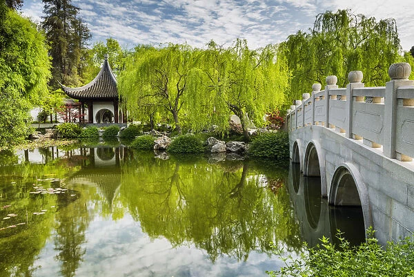 Chinese Garden Pond, Huntington Botanical Gardens, San Marino, California, USA