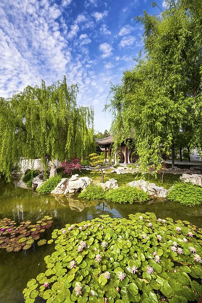 Chinese Garden Pond, Huntington Botanical Gardens, San Marino, California, USA