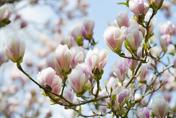 Chinese Magnolia (Magnolia -- soulangeana), twigs with flowers, Dessau-Woerlitzer Gartenreich, Unesco World Heritage, Saxony-Anhalt, Germany