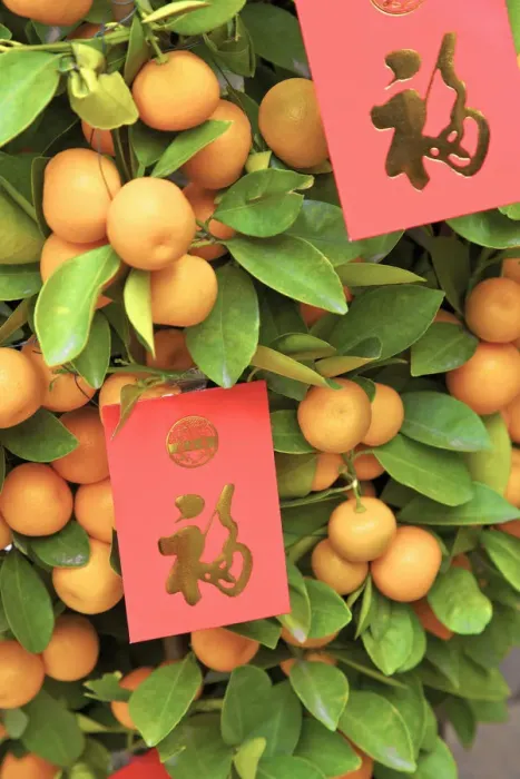Framed Print : Chinese New Year Kumquat Trees With Lai See Red Envelopes, Hong Kong, Special Framed Print : Chinese New Year Kumquat Trees With Lai See Red Envelopes, Hong Kong, Special