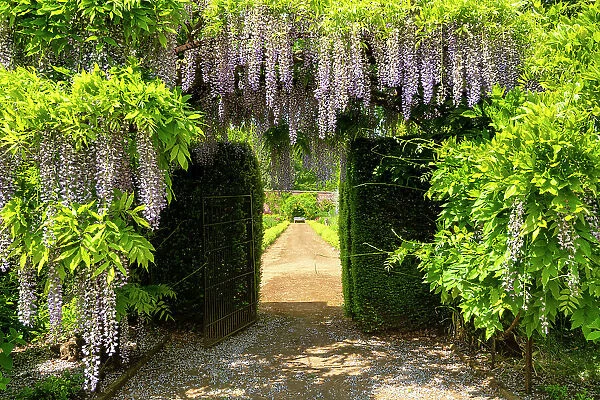 Chinese Wisteria, Bowood House & Gardens, Derry Hill, Calne, Wiltshire, England