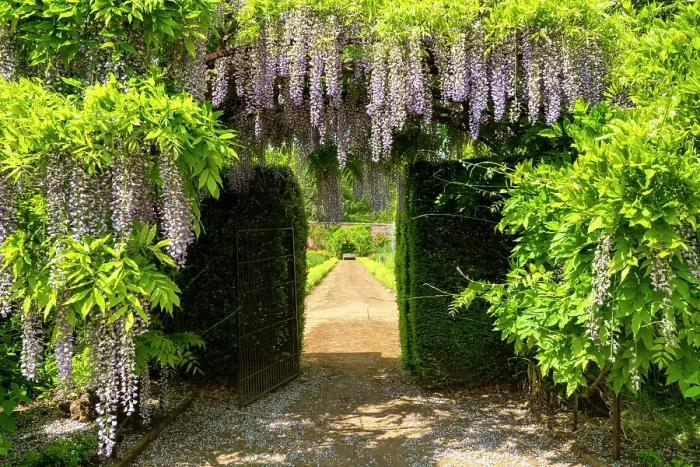 Framed Print : Chinese Wisteria, Bowood House & Gardens, Derry Hill, Calne, Wiltshire, England Framed Print : Chinese Wisteria, Bowood House & Gardens, Derry Hill, Calne, Wiltshire, England