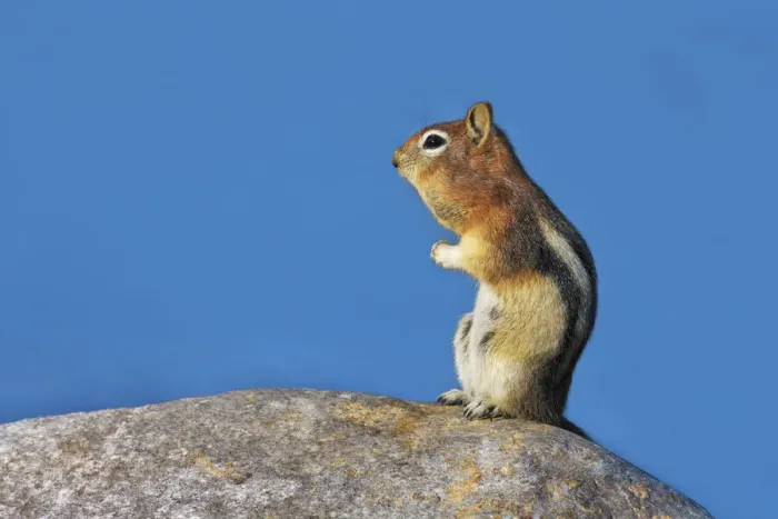 Framed Print : Chipmunk in alarm position - Canada, Alberta, Kananaskis Country Framed Print : Chipmunk in alarm position - Canada, Alberta, Kananaskis Country