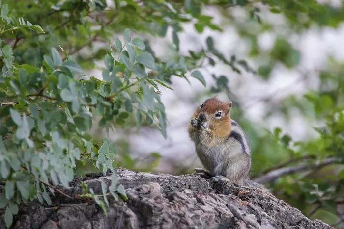 Framed Print : Chipmunk eating nut on the shores of Convict Lake in the Eastern Sierrras, California, USA. Summer (August) 2025