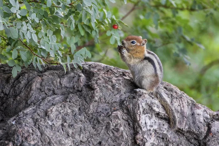 Framed Print : Chipmunk feeding on a nut, Convict Lake, California, USA. Summer (August) 2025 Framed Print : Chipmunk feeding on a nut, Convict Lake, California, USA. Summer (August) 2025