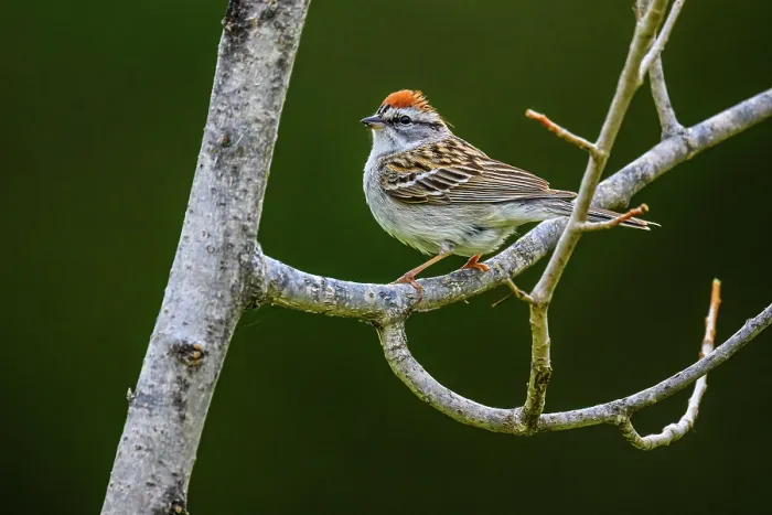 Framed Print : Chipping sparrow (Spizella passerina), Greater Sudbury, Ontario, Canada Framed Print : Chipping sparrow (Spizella passerina), Greater Sudbury, Ontario, Canada