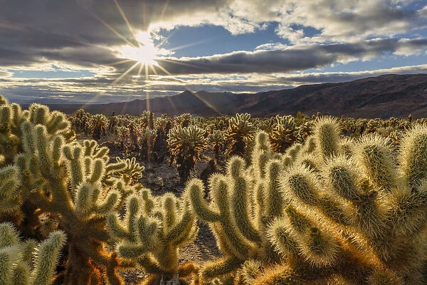 Cholla Cactus Garden at Sunrise, Joshua Tree National Park, California, USA