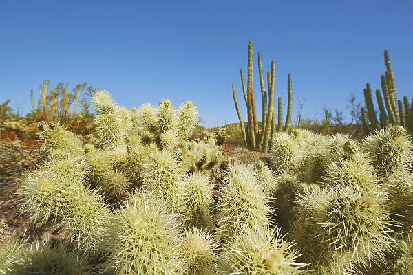 Cholla cactus and organ pipe cactus - USA, Arizona, Pima