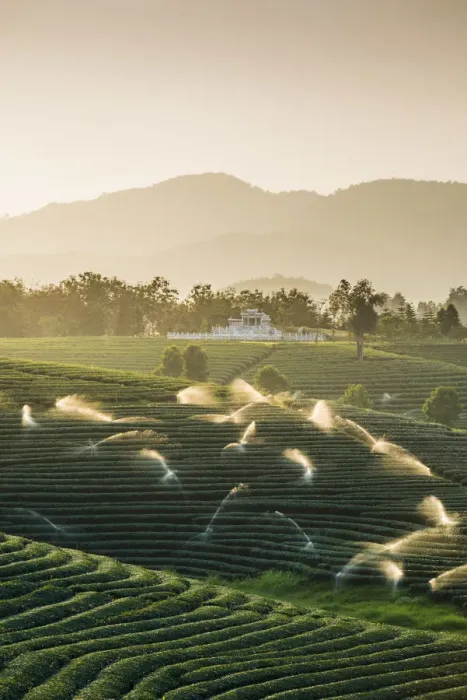 Framed Print : Choui Fong Tea Plantation, Mae Chan, Chiang Rai, Thailand Framed Print : Choui Fong Tea Plantation, Mae Chan, Chiang Rai, Thailand