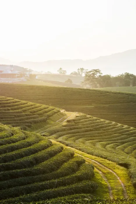 Framed Print : Choui Fong Tea Plantation, Mae Chan, Chiang Rai, Thailand Framed Print : Choui Fong Tea Plantation, Mae Chan, Chiang Rai, Thailand
