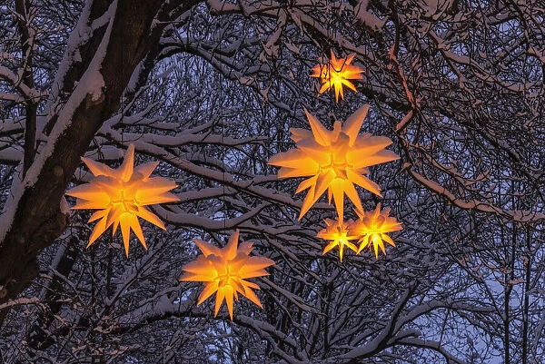 Christmas stars on a tree, winter, Seiffen, Ore Mountains, Saxony, Germany, Europe