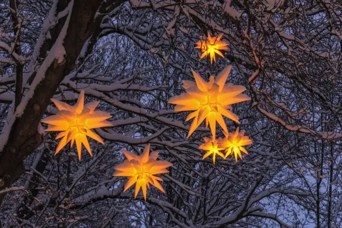 Framed Print : Christmas stars on a tree, winter, Seiffen, Ore Mountains, Saxony, Germany, Europe