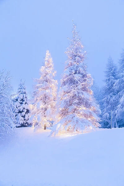 Christmas tree covered in snow during a snowfall at the Colle Vareno. Angolo Terme