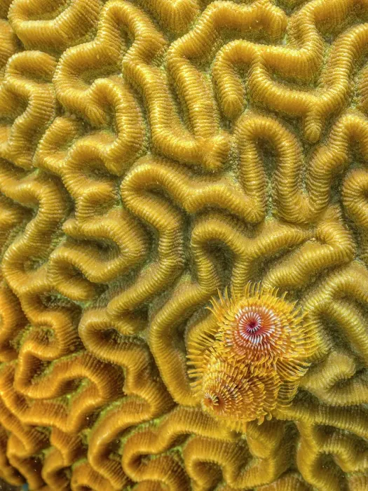 Framed Print : Christmas Tree Worm (Spirobranchus giganteus) on Symmetrical Brain Coral (Pseudodiploria strigosa), Grand Cayman, Cayman Islands, British West Indies Framed Print : Christmas Tree Worm (Spirobranchus giganteus) on Symmetrical Brain Coral (Pseudodiploria strigosa), Grand Cayman, Cayman Islands, British West Indies