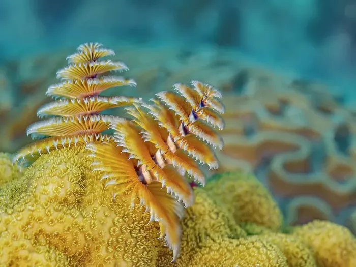 Framed Print : Christmas Tree Worms (Spirobranchus giganteus), Grand Cayman, Cayman Islands, British West Indies Framed Print : Christmas Tree Worms (Spirobranchus giganteus), Grand Cayman, Cayman Islands, British West Indies