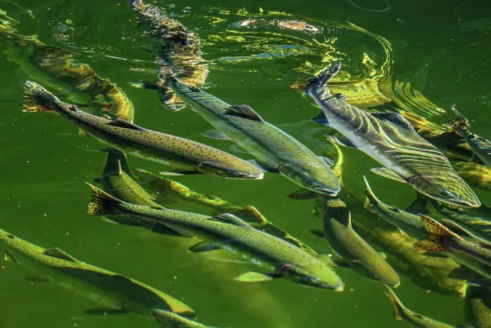 Framed Print : Chum salmon in Ketchikan Creek, returning to spawn Framed Print : Chum salmon in Ketchikan Creek, returning to spawn