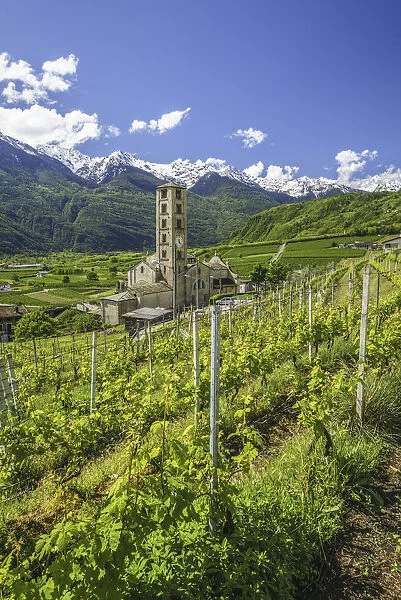 The Church of Bianzone surrounded by green vineyards of Valtellina. Province of Sondrio