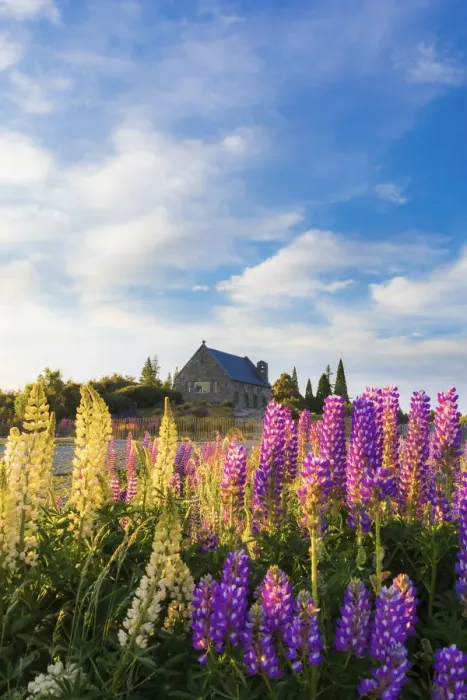 Framed Print : The Church of the Good Shepherd at Tekapo Lake in the morning light with colorful lupins