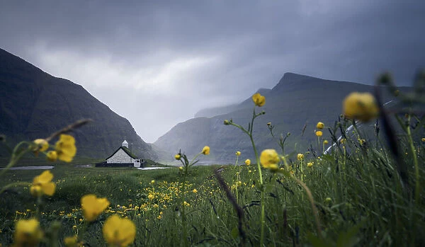 The church in Saksun surrounded by yellow flowers and grass. Faroe Islands