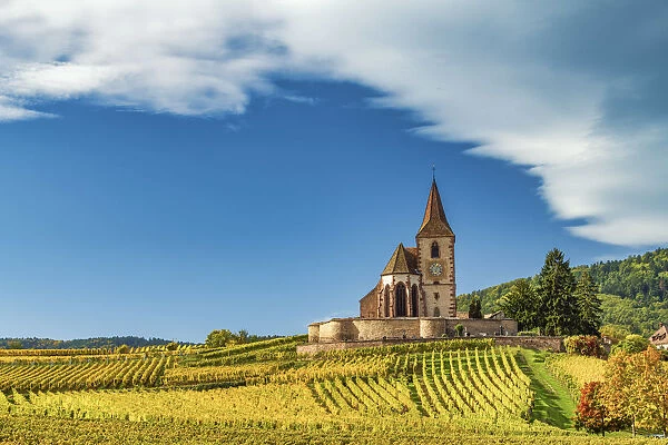 Church & Vineyards in Autumn, Hunawihr, Alsace, Francewihr, Alsace, France