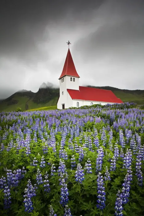 Framed Print : Church in Wild Lupins, Vik, Iceland Framed Print : Church in Wild Lupins, Vik, Iceland
