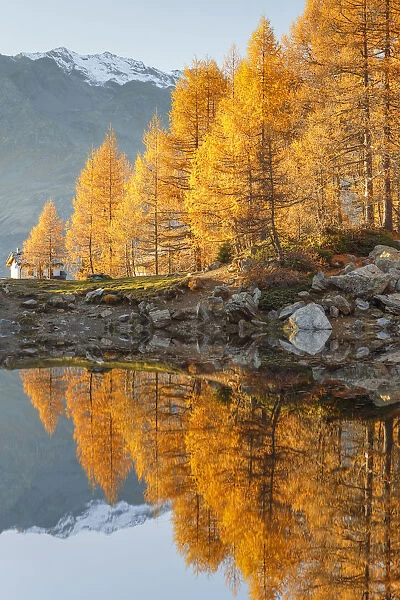 Cima de val Loga piz and autumn larches reflected on Azzurro lake, Motta, Campodolcino