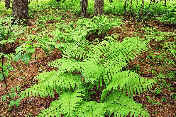 Cinnamon Ferns in woodland Bourget Ontario, Canada