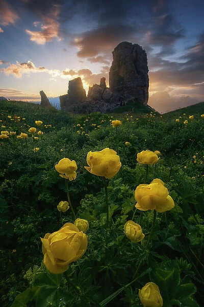 The Cinque Torri in the Ampezzo Dolomites taking the first light of the day together with some globeflowers in the foreground during a summer morning. Dolomites, Italy
