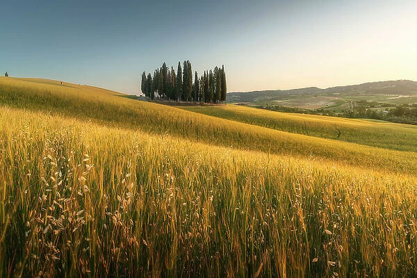 The Cipressi di San Quirico d'Orcia taking the last light of the day on a late spring sunset. Val d'Orcia, Tuscany, Italy