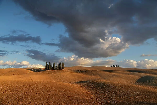 The Cipressi di San Quirico d'Orcia taking the last light of the day on a late summer sunset. Val d'Orcia, Tuscany, Italy