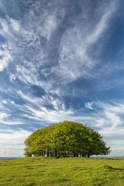 Cirrus Clouds over Beech Trees, Win Green Hill, Wiltshire, England