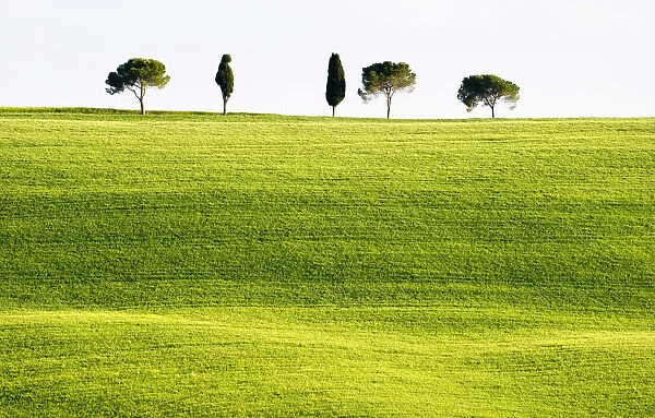 Classic Tuscan landscape, near San Quirico, Valle de Orcia, Tuscany, Italy