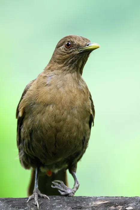Framed Print : Clay-coloured thrush (Turdus grayii) Framed Print : Clay-coloured thrush (Turdus grayii)