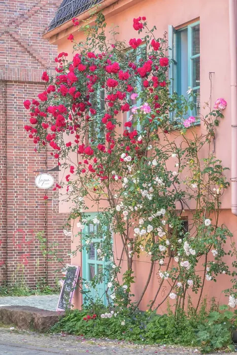 Framed Print : Climbing roses on house in the historic Schnoor district, Bremen, Germany Framed Print : Climbing roses on house in the historic Schnoor district, Bremen, Germany