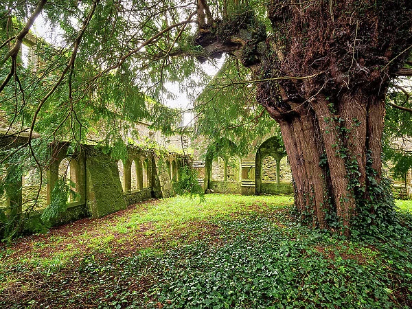 Cloister at the Franciscan Friary, Adare, County Limerick, Ireland