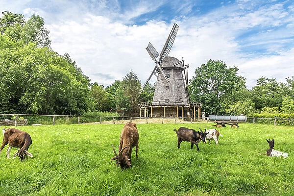 Cloppenburg Museum Village: Goats in front of the cap windmill from Bokel near Cappeln (Cloppenburg district), built in 1764, Emsland, Lower Saxony, Germany