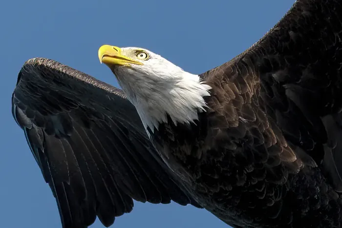 Framed Print : A close up of a bald eagle in flight iin Great Bear Rainforest, British Columbia, Canada Framed Print : A close up of a bald eagle in flight iin Great Bear Rainforest, British Columbia, Canada