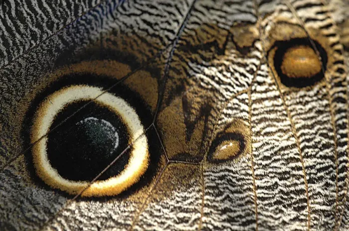 Framed Print : Close up of a butterfly wing